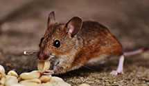 24 Hour & Emergency Exterminators in Hummels Store, PA